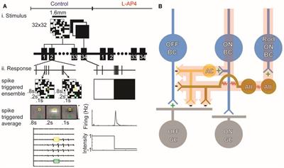 The ON Crossover Circuitry Shapes Spatiotemporal Profile in the Center and Surround of Mouse OFF Retinal Ganglion Cells